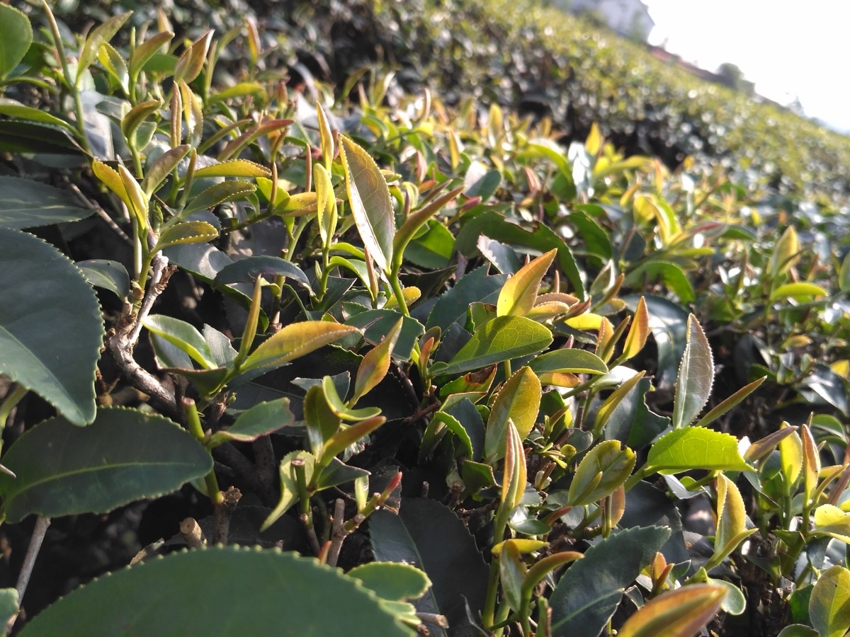 Taiwan Oolong Collection